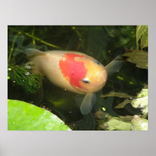 Impresión de peces dorados