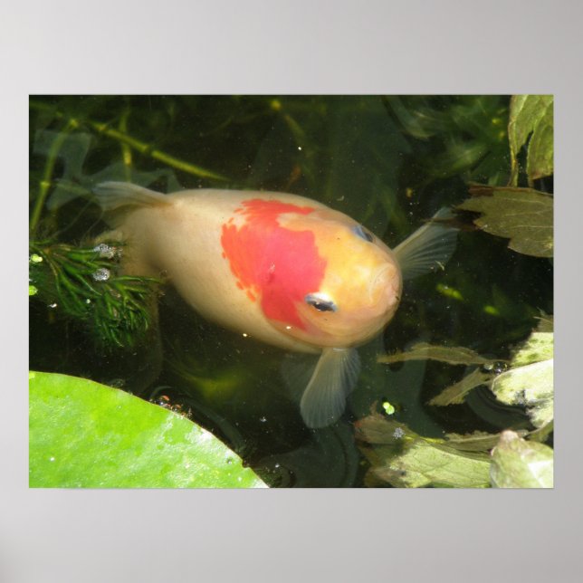 Impresión de peces dorados (Frente)