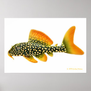Impresión de peces Goldy Pleco