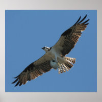Impresión de peces Osprey Raptor Bird & Halibut