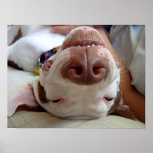 Impresión de perro feliz