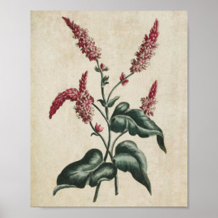 Impresión de persicaria floral bruta vintage