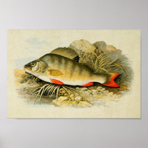 Impresión de pescado de época 013 Perca
