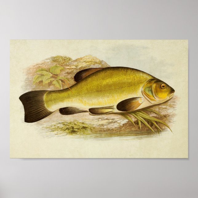 Impresión de pescado de época 020 | Tench (Frente)