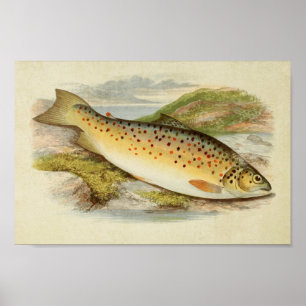Impresión de pescado de época 026 Gillaroo Trout