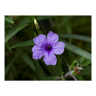 Impresión de Petunia mexicana con enano morado