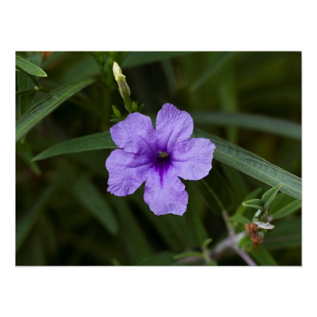 Impresión de Petunia mexicana con enano morado (Anverso)
