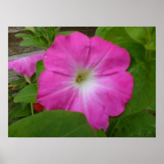 Impresión de Petunia rosa (Frente)