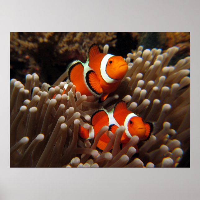 Impresión de pez de Payaso Nemo (Frente)