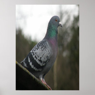 Impresión de pichón perfecta