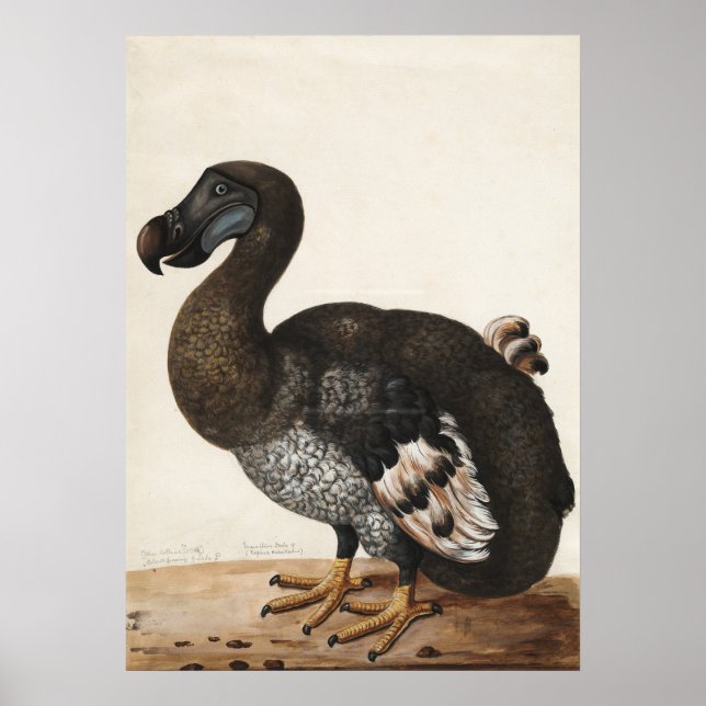 Impresión de pinturas de pájaro Dodo (Frente)