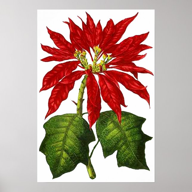 Impresión de poinsettia botánica (Frente)