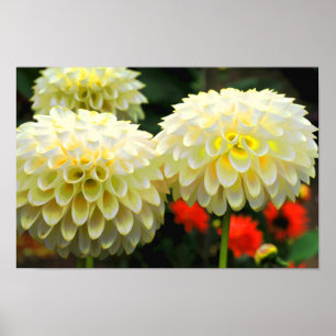 Impresión de Pom Pom Dahlias