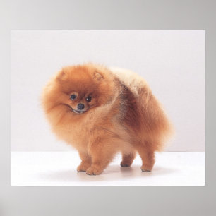 Impresión de Pomeranian