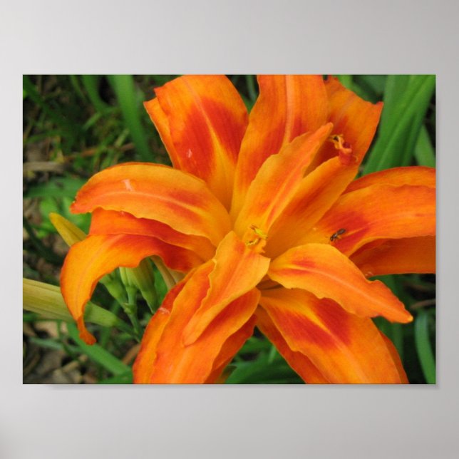 Impresión de portafolio pequeño de naranja DayLily (Frente)