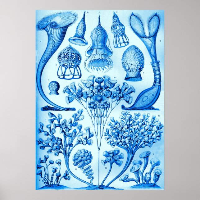Impresión de Poster azul cielo vintage Ernst Haeck (Frente)