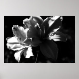 Impresión de Poster blanco y negro de doble Daylil