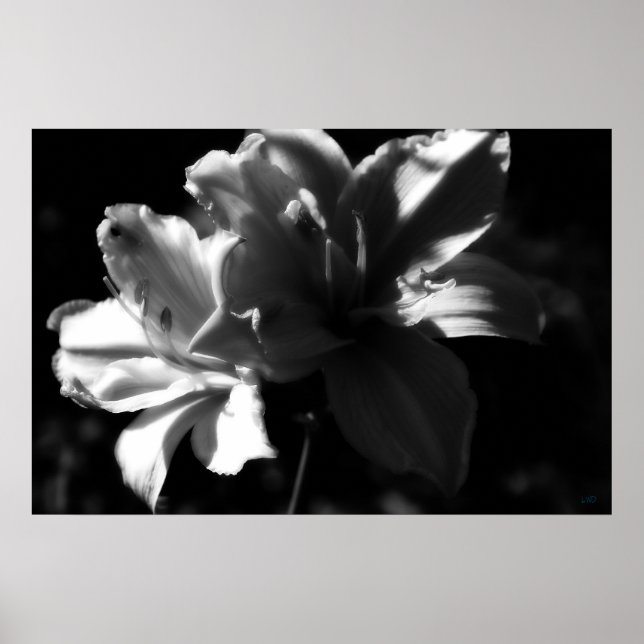 Impresión de Poster blanco y negro de doble Daylil (Frente)