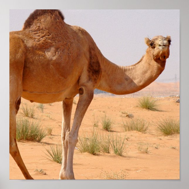 Impresión de Poster Camel para Árabes (Frente)