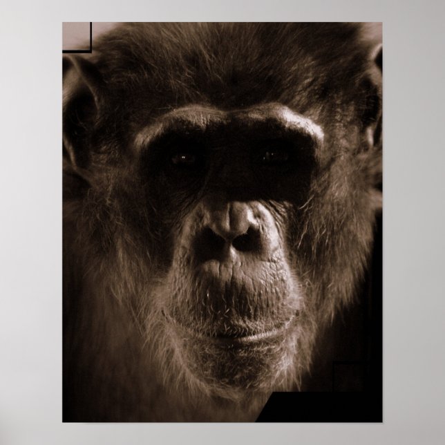 Impresión de Poster Chimp (Frente)