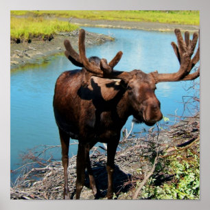 Impresión de Poster de alce de toro