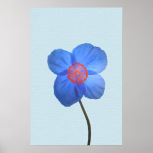 Impresión de Poster de amapola azul del Himalaya
