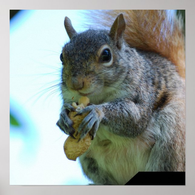 Impresión de Poster de ardillas (Frente)