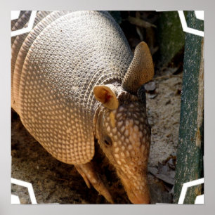 Impresión de Poster de Armadillo