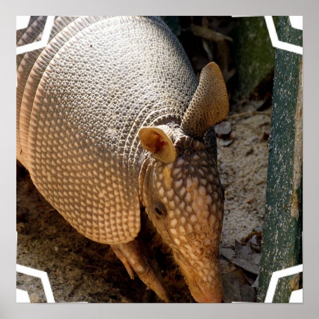 Impresión de Poster de Armadillo (Frente)