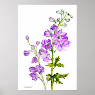 Impresión de poster de arte fino botánico delfino 