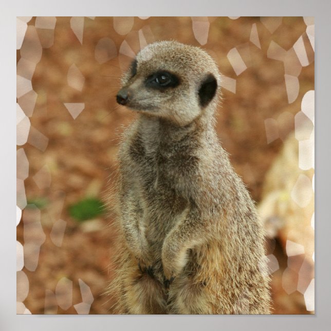 Impresión de Poster de Baby Meerkat (Frente)