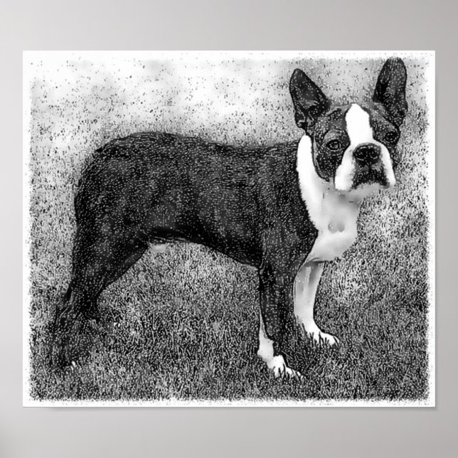 Impresión de Poster de Boston Terrier (Frente)