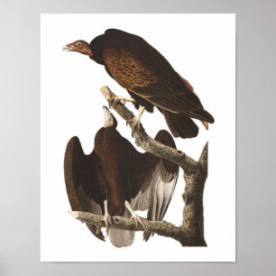 Impresión de Poster de buitres de Turquía Audubon
