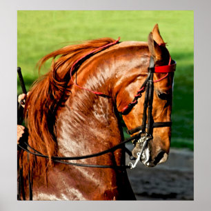 Impresión de Poster de Caballo con Saddlebred