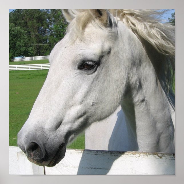 Impresión de Poster de caballos blancos (Frente)