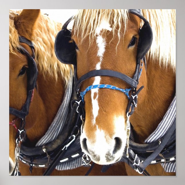 Impresión de Poster de caballos Clydesdale Draft H (Frente)