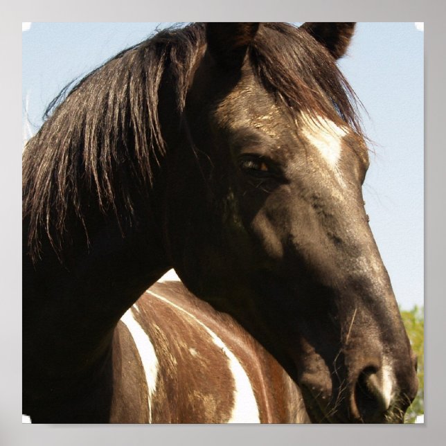 Impresión de Poster de caballos con inclinación Sh (Frente)