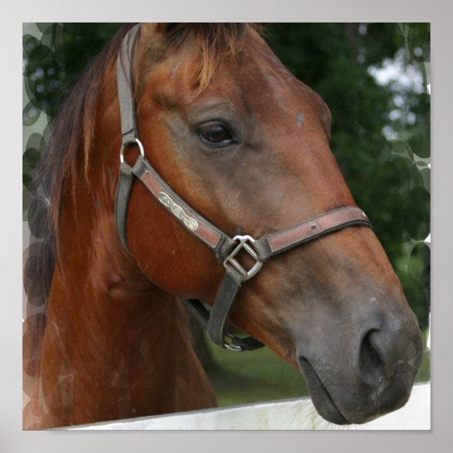 Impresión de Poster de caballos de trimestre (Frente)