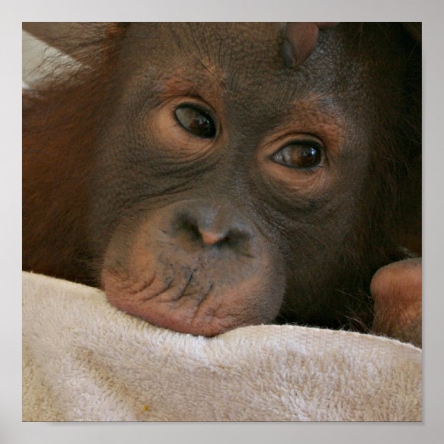 Impresión de Poster de chimpancé para bebés (Frente)