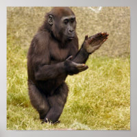 Impresión de Poster de chimpancés