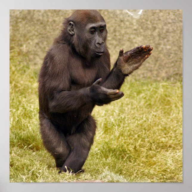 Impresión de Poster de chimpancés (Frente)