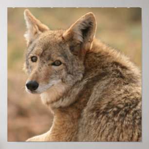 Impresión de Poster de Coyote