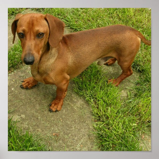 Impresión de Poster de Daschund (Frente)