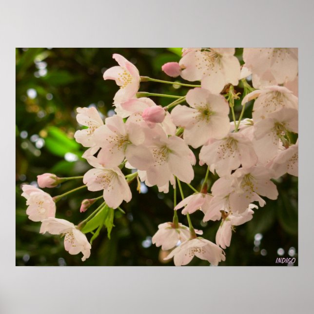 Impresión de Poster de flores blancas con flores d (Frente)