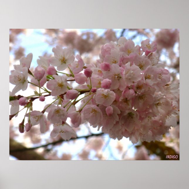 Impresión de Poster de flores blancas con flores d (Frente)