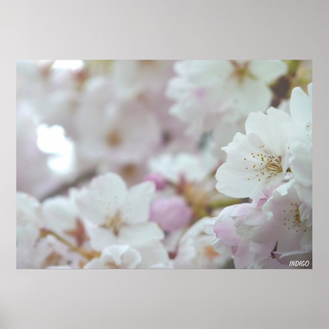 Impresión de Poster de flores blancas con flores d (Frente)