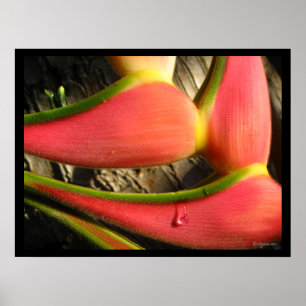 Impresión de Poster de flores de Heliconia rosa ca