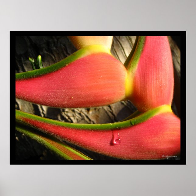 Impresión de Poster de flores de Heliconia rosa ca (Frente)