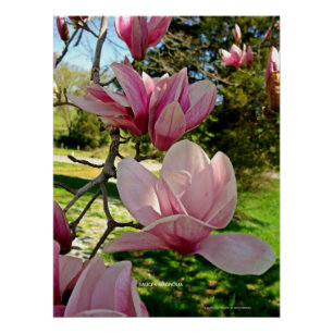 Impresión de Poster de fotografía floral de magnol