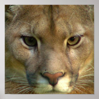 Impresión de Poster de gatos de la montaña Puma